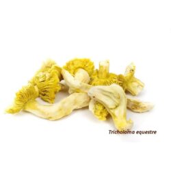 Cogumelos Tricholoma - Equestre