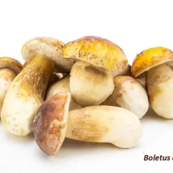 Cogumelos Boletus Edulis