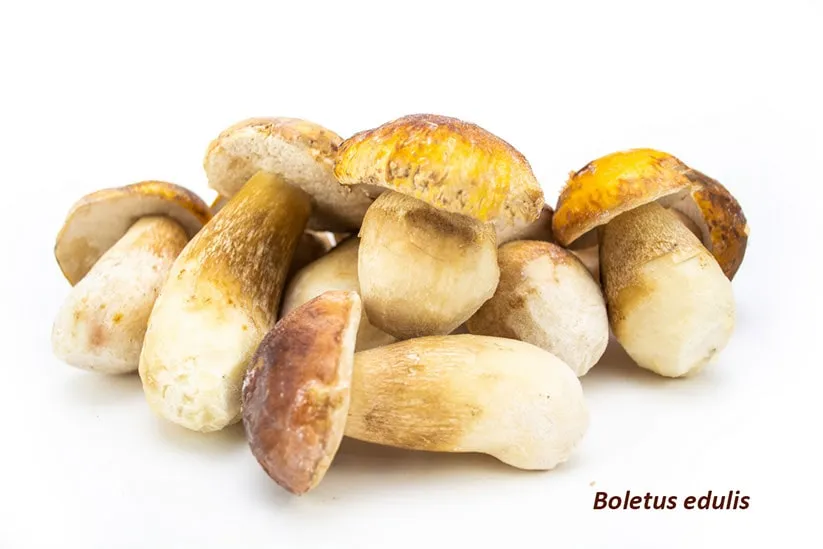 Cogumelos Boletus Edulis