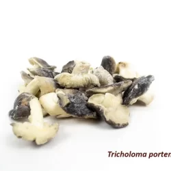 Tricholoma Portentosum