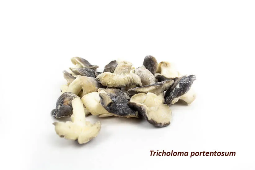 Tricholoma Portentosum